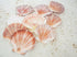 scallop seashells